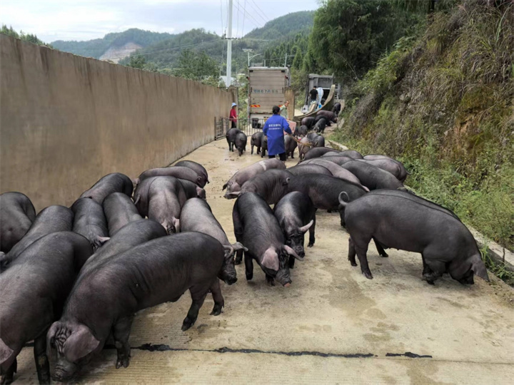 带着全村人创新创业 让“空壳村”奔“亿元村”|一位硕士“猪倌”的兴农路
