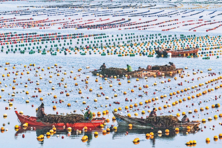 收获小海带供应春节市场