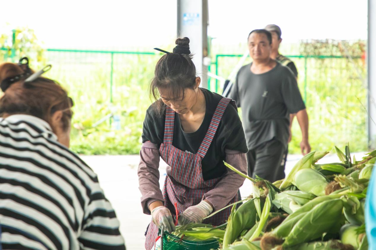 钱大妈直采海南东方玉米 新鲜直达大湾区消费者餐桌