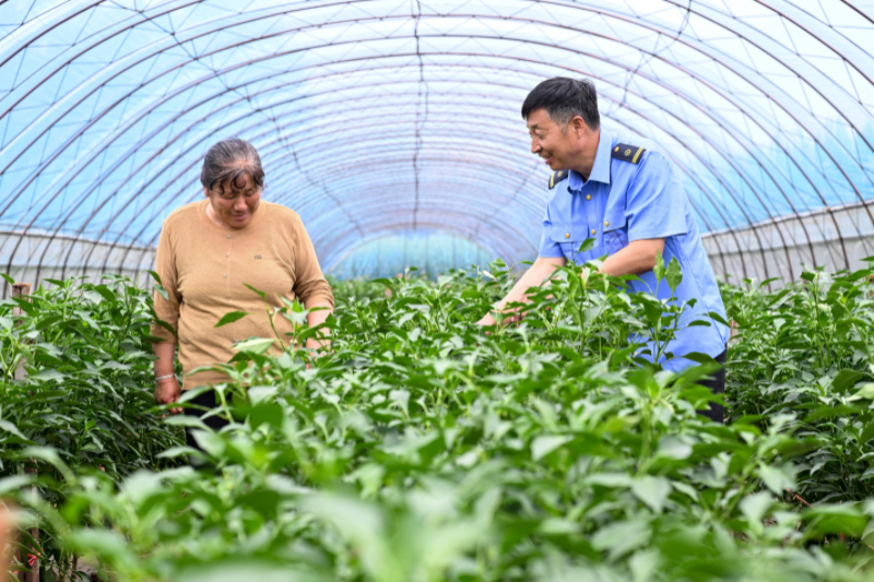 发现最美铁路丨让路通、有业兴 辽西乡村展新颜 发现最美铁路丨让路通、有业兴 辽西乡村展新颜