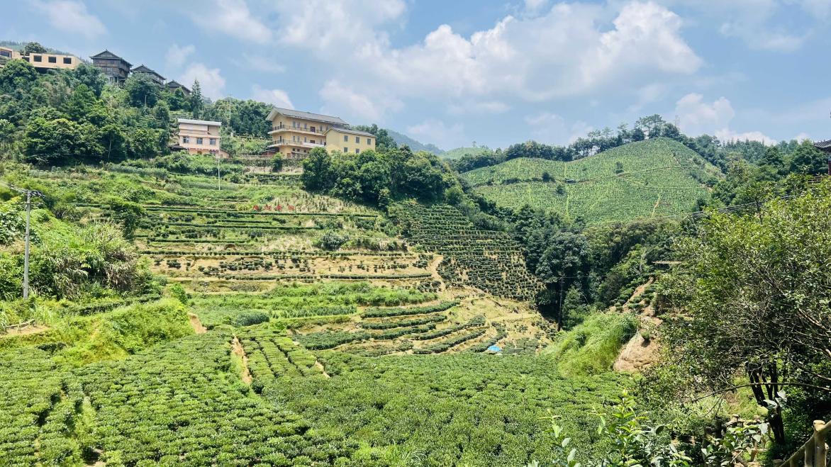云雾里的茶香去处：祝雪兰带着茶农守着茶山奔向新生活