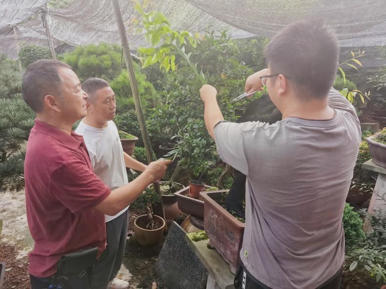 绕了一圈 他还是回到了盆景旁