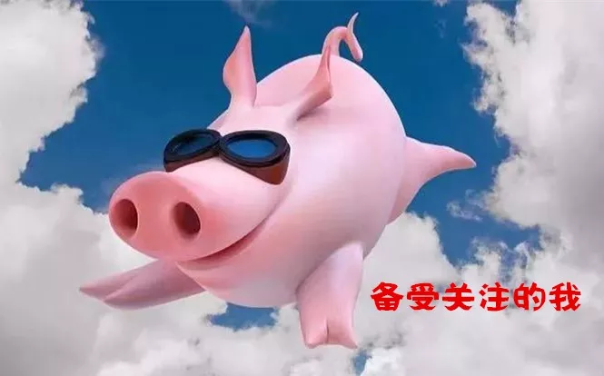 二师兄“C位出道”，咱们一起来聊聊~