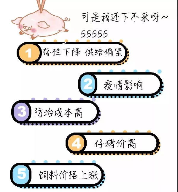 二师兄“C位出道”，咱们一起来聊聊~