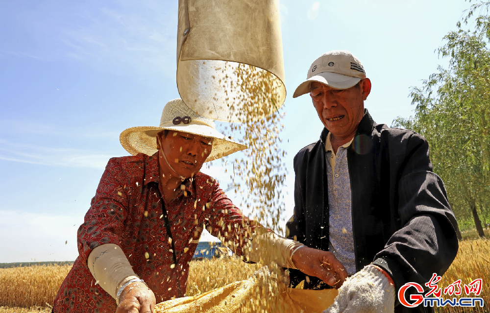 农业农村部：“三个确保”环环紧扣 实现小麦应收尽收、颗粒归仓