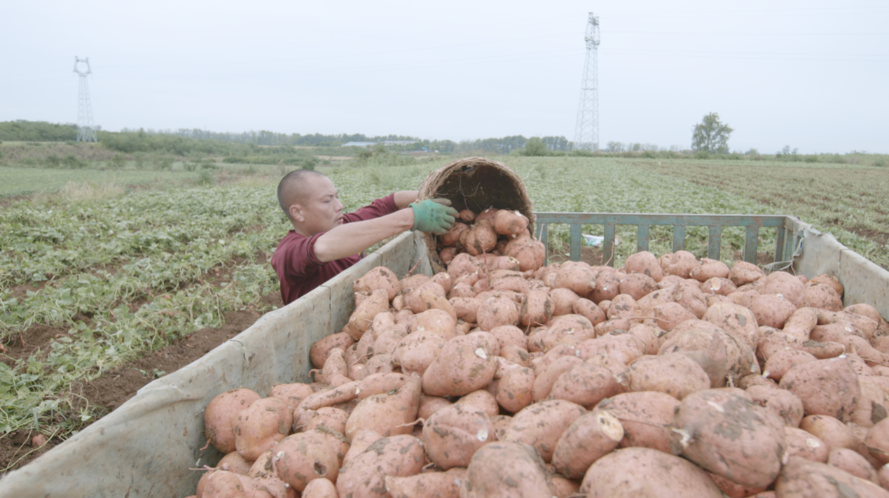 一年网销过亿元 湖北宜城薯农与电商平台“双向奔赴”