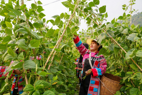 云南西盟：“金豆豆”迎来丰收季