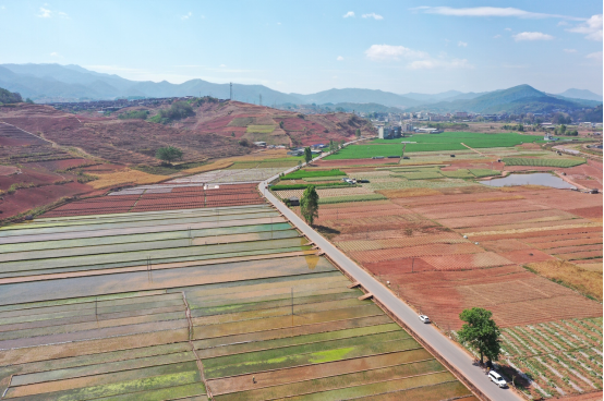 云南镇沅：农田披绿装 万亩水稻“插秧忙”