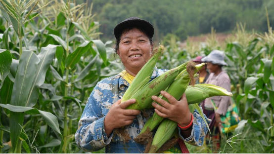 云南西盟：“订单式”农业 让群众增收有“底气”