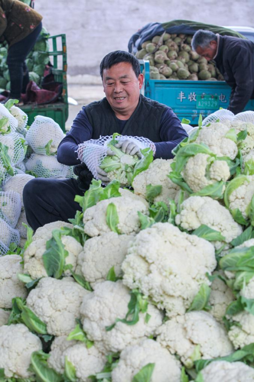 河南博爱：拎稳冬季“菜篮子”