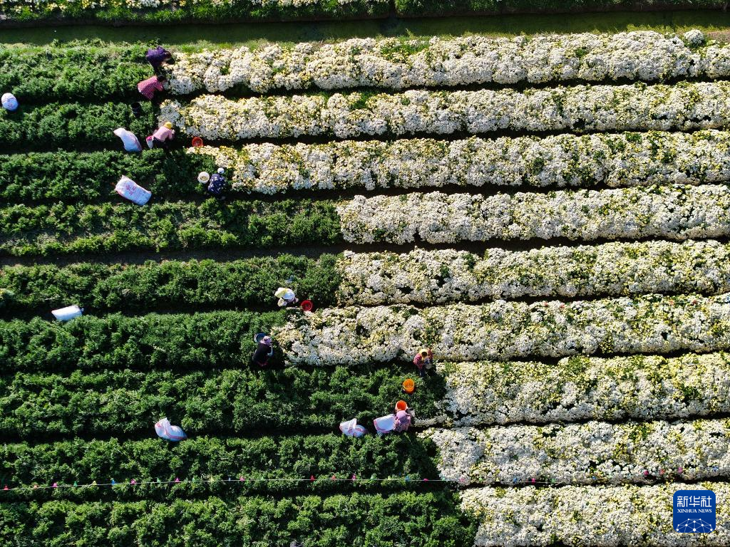 江苏射阳：菊花采收忙