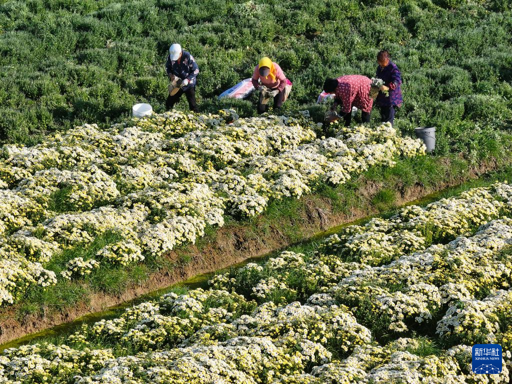 江苏射阳：菊花采收忙