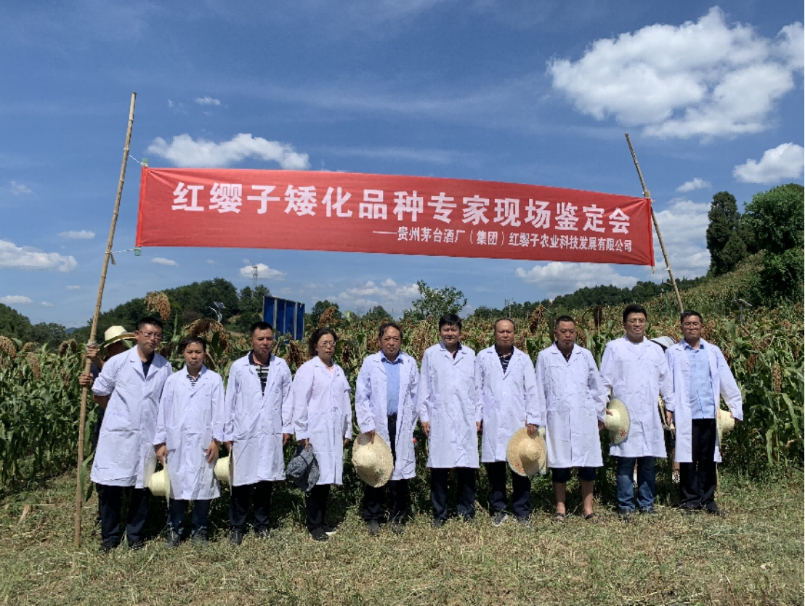 茅台发布红缨子“519”第七代高粱种
