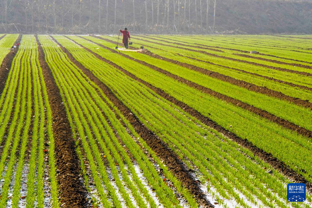 全国冬小麦播种近七成