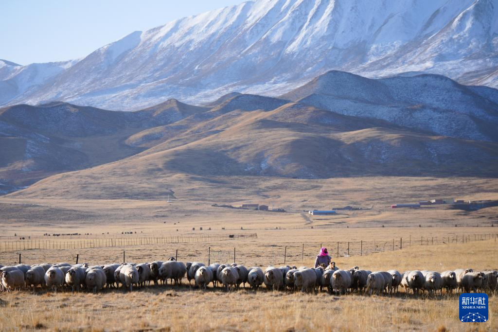 祁连山下的“新牧歌”
