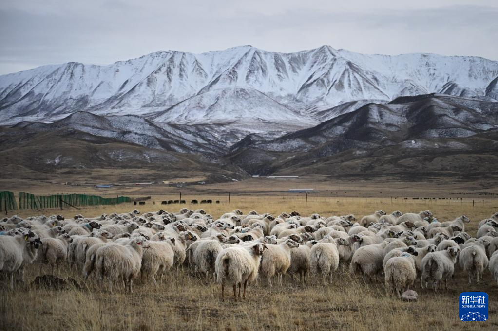 祁连山下的“新牧歌”