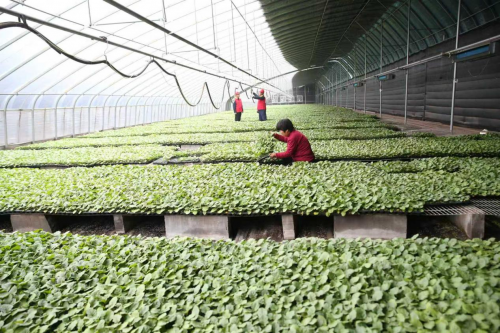 河南博爱：“包棚到人”保障种棚户安全可靠用电