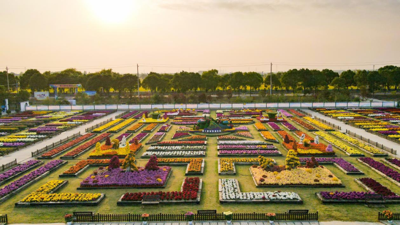 “花样经济”绘就南京江宁乡村振兴新画卷