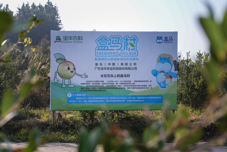 有机山茶油盒马村里结“新果” 盒马山茶花个护系列新品上线