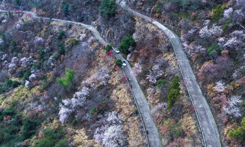 万亩山花迎春来 山乡美景助共富