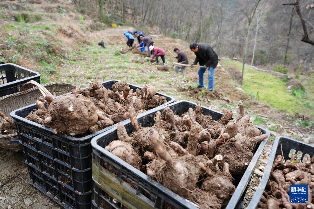 陕西旬阳:春意盎然农事忙