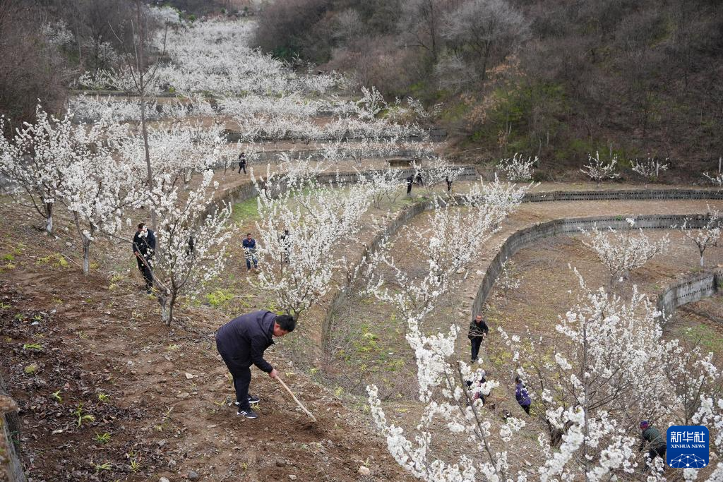 陕西旬阳:春意盎然农事忙