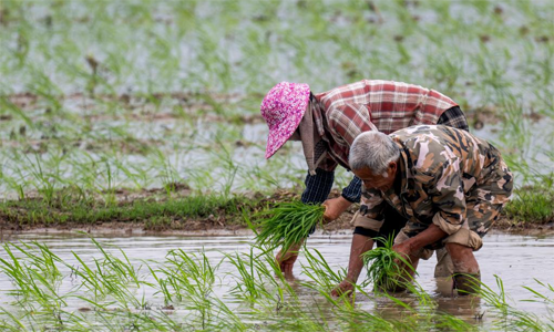 福建连江：早稻插秧正当时