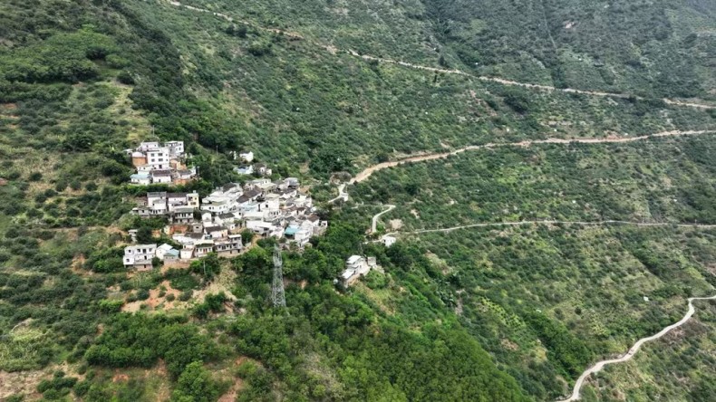 金阳芦稿镇大卷村：出口级青花椒鼓起村民增收“钱袋子”