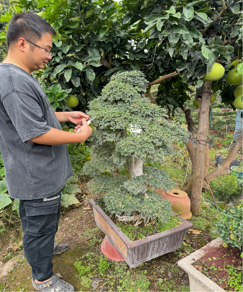 绕了一圈 他还是回到了盆景旁